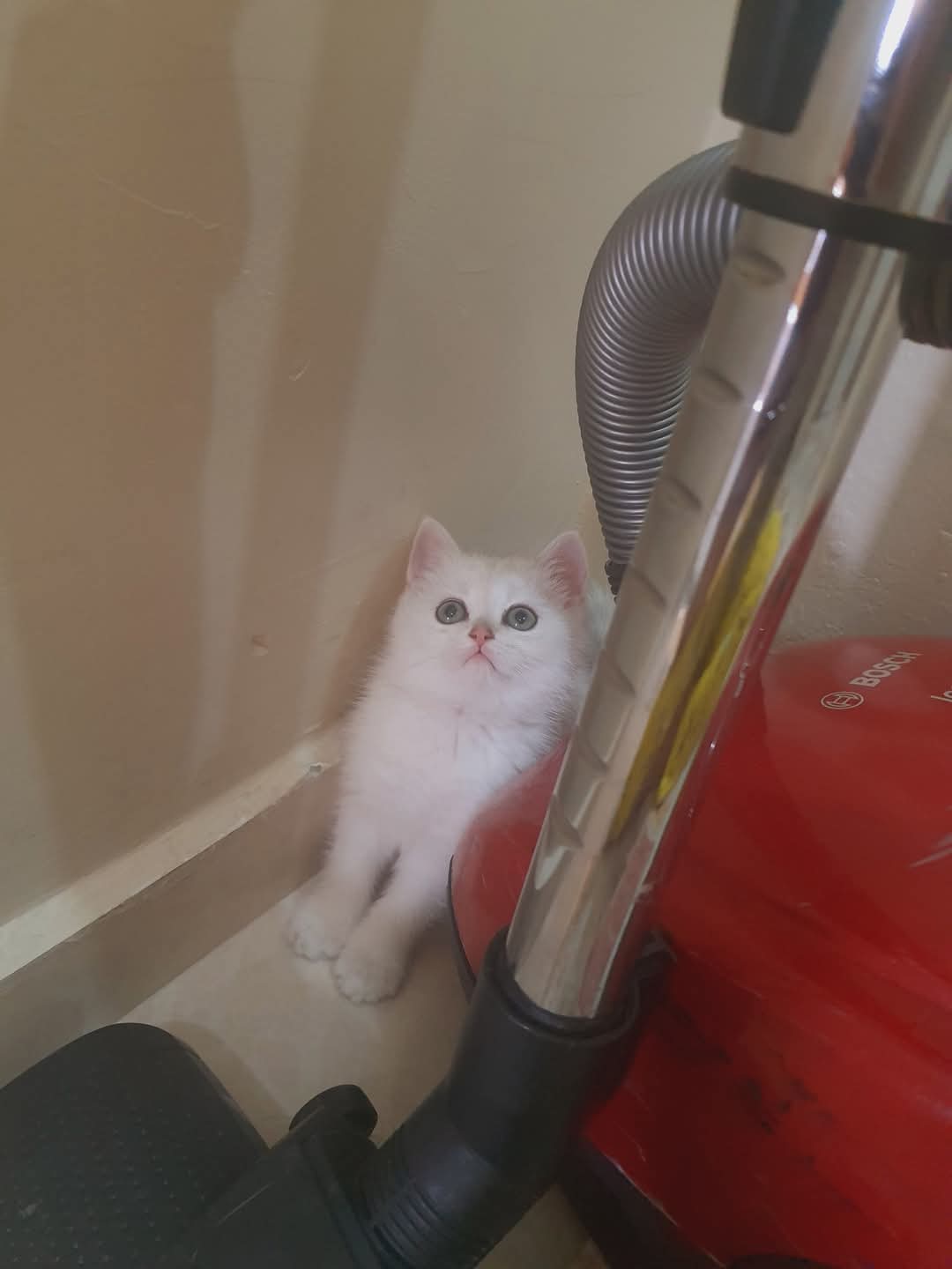 Sesli chat
